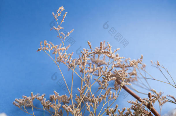 蓝色背景与棉花植物的分支