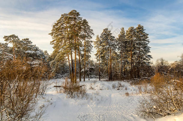俄罗斯乌拉尔森林里寒冷的晴天