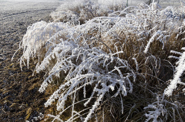 <strong>童话</strong>般的雪冬乡村，有结霜的冰树和植物