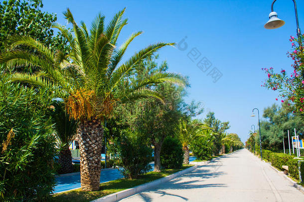 亚得里亚海海岸。 意大利阿得里亚卡市海滨，夏季晴天棕榈树。