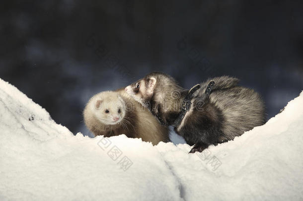 雪貂夫妇在公园里摆姿势，享受冬天的时光