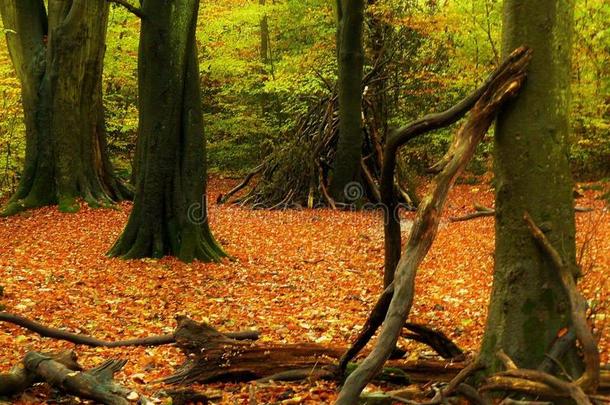 秋天秋天的兽穴树林地
