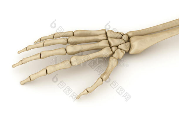 精确的解剖学解剖臂身体