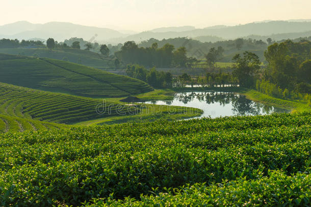 美丽的绿茶农场在日落在清莱，泰国