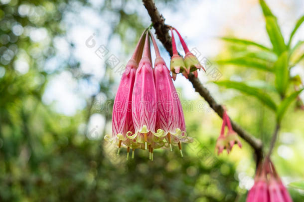 小<strong>孢子</strong>囊，ericaceae，野花束粉红色