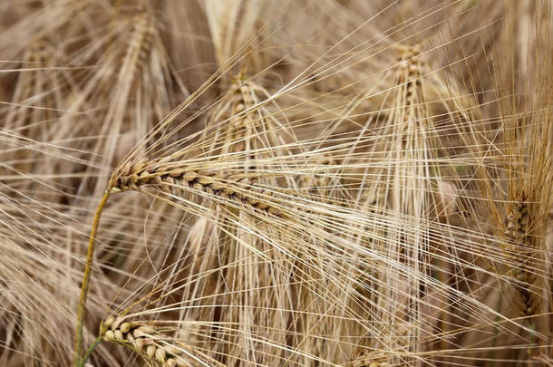 成熟小麦成熟穗的背景