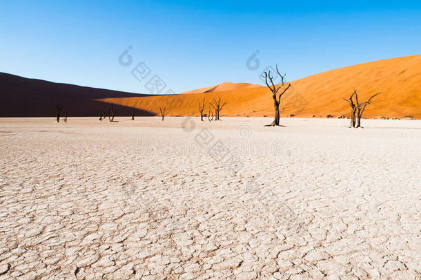 死骆驼刺树在死谷干锅与开裂的土壤在纳米布沙漠红色沙丘中部，索苏斯韦莱