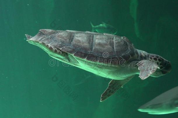 动物海洋爬行动物海乌龟