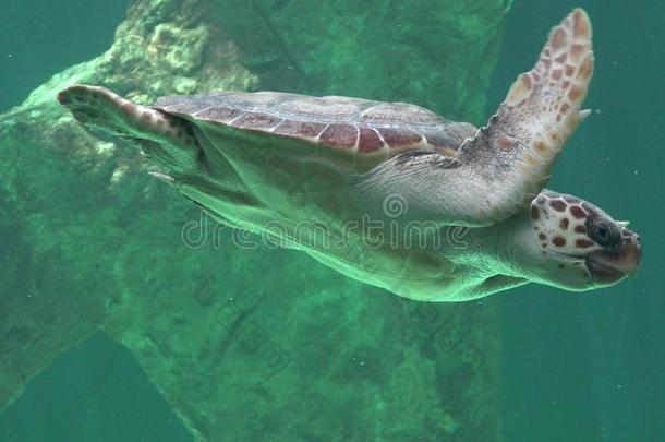 动物海洋爬行动物游泳乌龟
