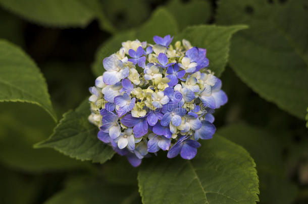 开花蓝色五颜六色玉米植物区系