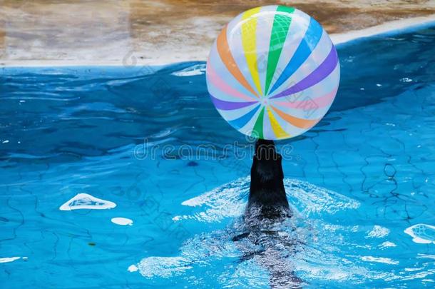 水水族馆美丽的海豚乐趣