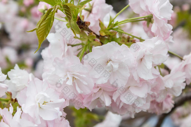 樱花自然背景，樱花季节。