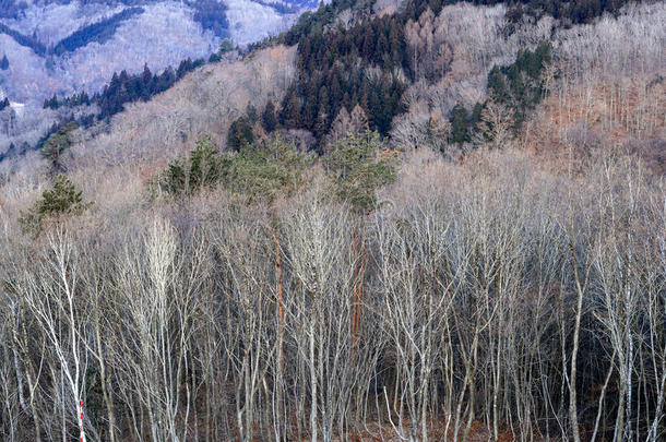 桦木森林<strong>日本风景</strong>山