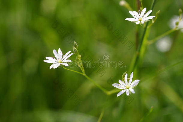 美丽的白花在自然栖息地