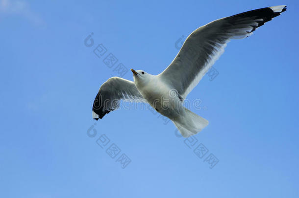 灰色的白色海鸥在蓝天上特写鸟儿飞翔的翅膀展开，仰望