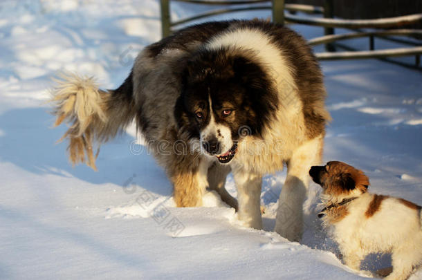成年狗和小狗在冬天