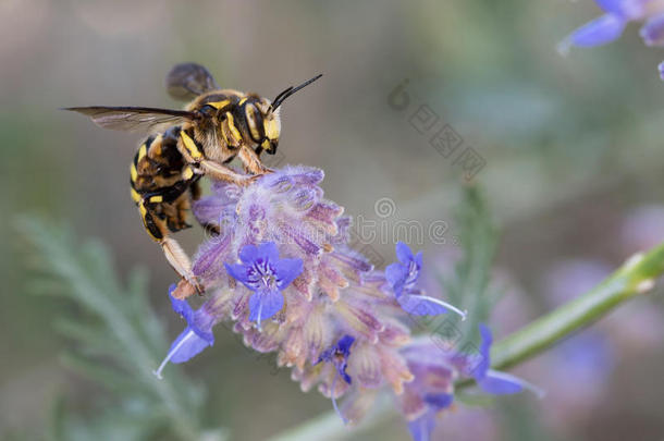 动物蜜蜂特写镜头<strong>昆虫</strong>学家<strong>昆虫</strong>学