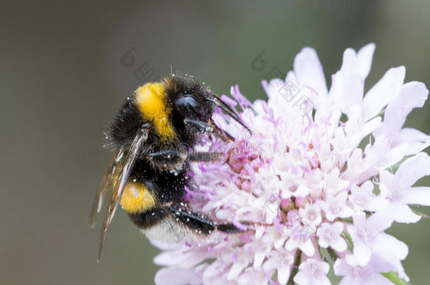 动物特写镜头<strong>昆虫</strong>学家<strong>昆虫</strong>学森林