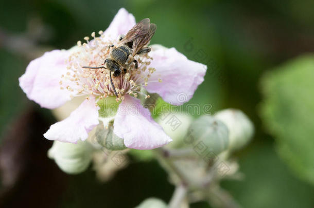 动物特写镜头<strong>昆虫</strong>学家<strong>昆虫</strong>学森林