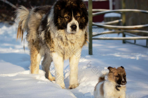 白种人牧羊犬在外面阳光明媚的冬日