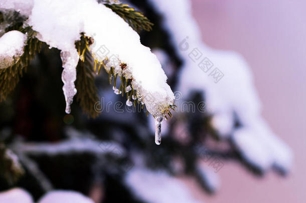 圣诞卡的背景-冷杉树枝在冬天阳光明媚的日子里下雪。