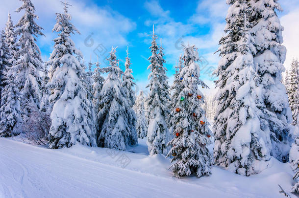 冬天森林里一棵雪覆盖的冷杉树上的圣诞装饰品