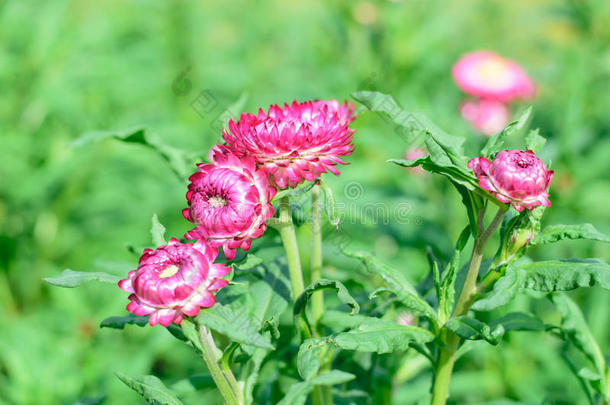 草花或天长地久