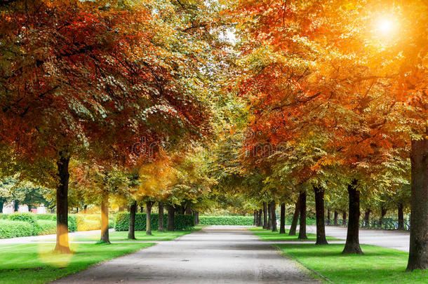 公园里美丽的秋树，阳光灿烂。清新自然回归