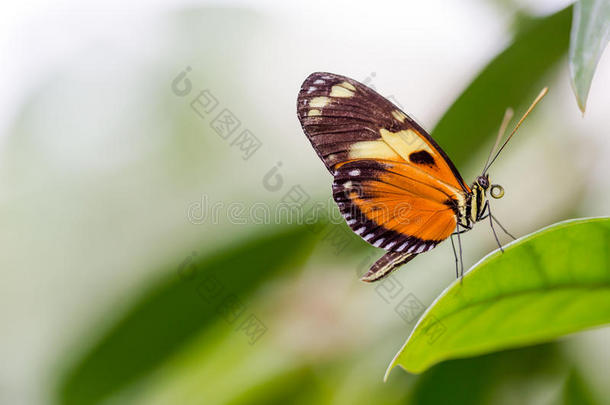 异国情调的蝴蝶，极端的宏观镜头，充满活力的颜色。 帕皮里奥迪娅