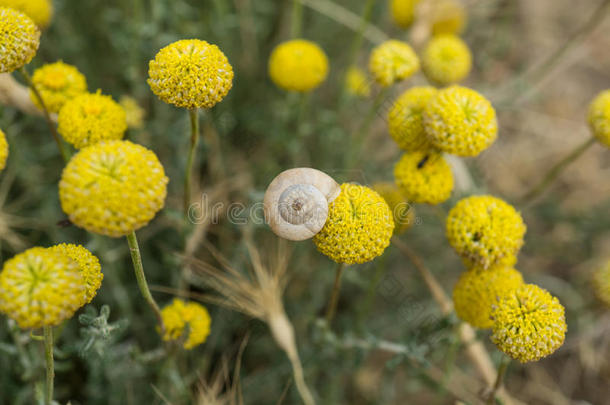 花芽与白色的地面蜗牛卡住顶部的视图