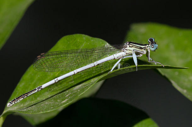 动物特写镜头蜻蜓昆虫学家昆虫学