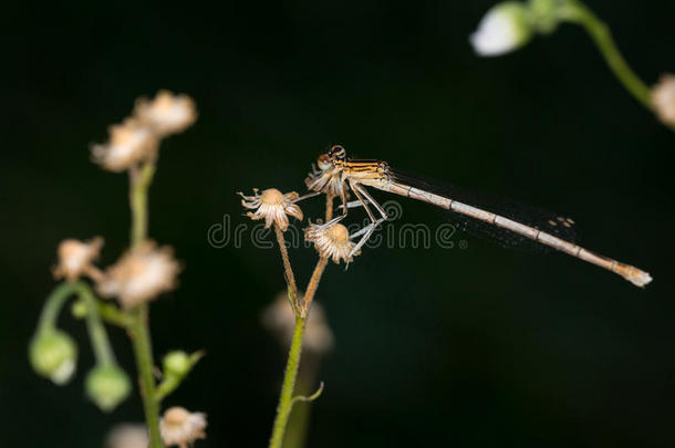 动物特写镜头蜻蜓<strong>昆虫</strong>学家<strong>昆虫</strong>学