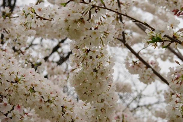 樱花枝覆盖着白色的花朵