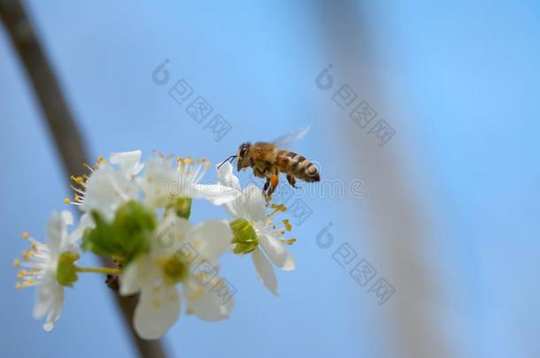 农业动物暖化养蜂人养蜂场原料药