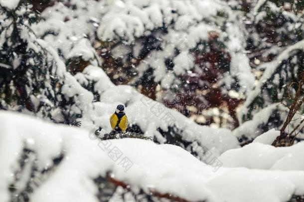大山雀坐在云杉树枝上，在冬天的森林里下雪。