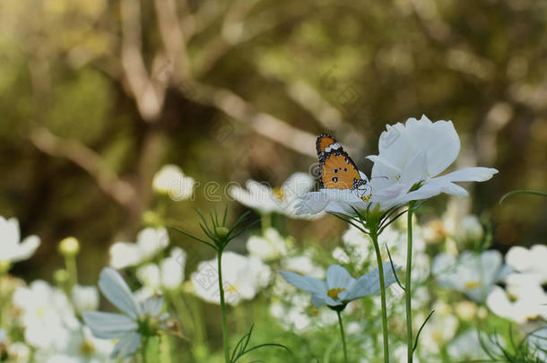 蝴蝶和白花在花园里常见的老虎蝴蝶