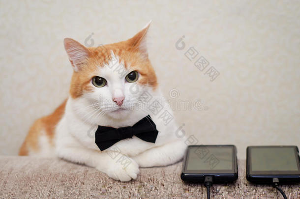 在婚礼上戴着黑色新郎领结的猫