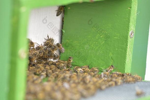 养蜂人养蜂场养蜂养蜂师蜂巢