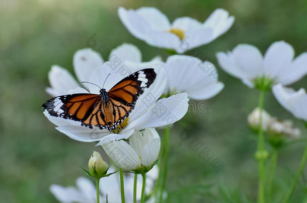 蝴蝶和白花在花园里常见的老虎蝴蝶