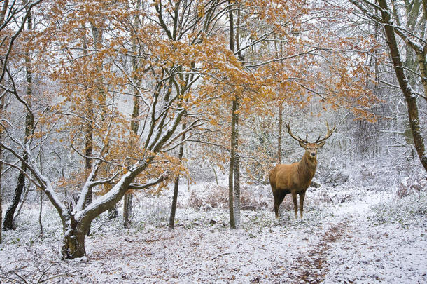美丽的红鹿鹿在雪中覆盖了节日季节的冬季森林景观