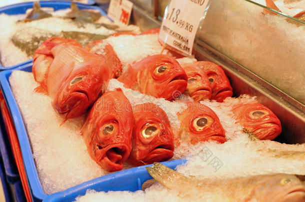 大眼睛眼睛鱼鱼类鱼市
