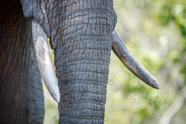 关闭非洲<strong>大象</strong>的象牙。
