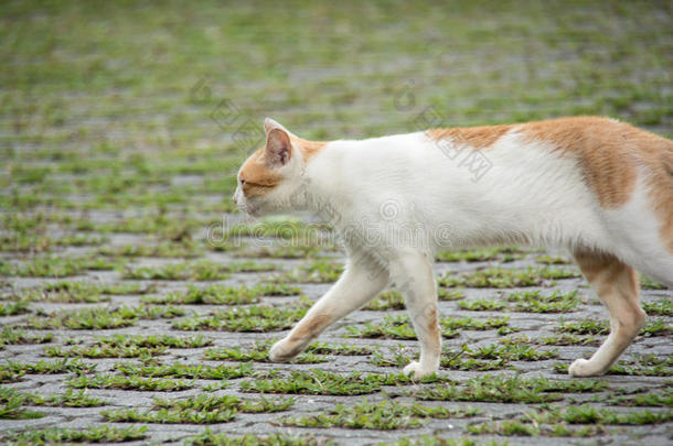 <strong>阿里山</strong>的猫