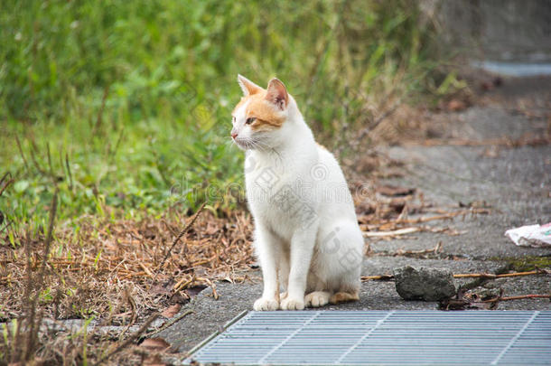 猫在看东西