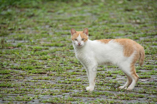 <strong>阿里山</strong>的猫