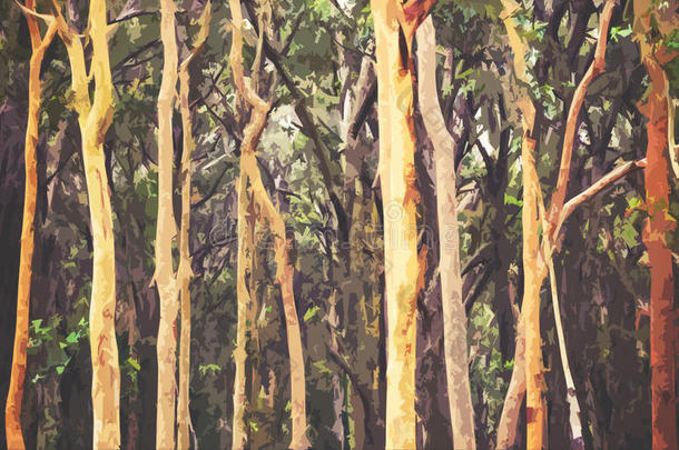 澳大利亚桉树森林背景