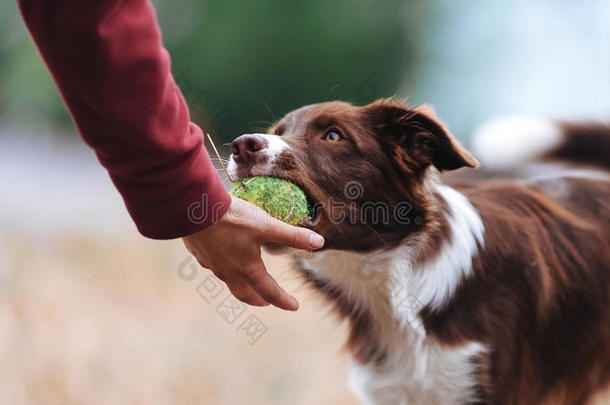 棕色边境牧羊犬带来了舞会女<strong>主人</strong>，并放下他的手