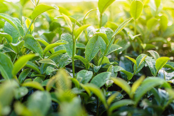 日出时新鲜绿茶叶片的特写。茶种植园。