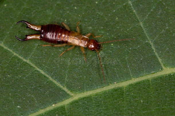 动物特写镜头<strong>昆虫</strong>学家<strong>昆虫</strong>学森林