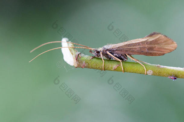 动物特写镜头<strong>昆虫</strong>学家<strong>昆虫</strong>学森林